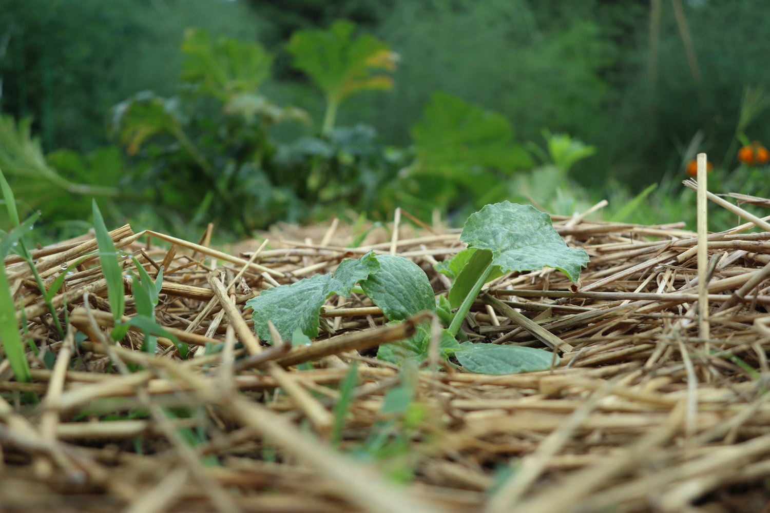 A replanted young zucchini frames the mature and stressed plant in the background.